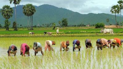 نگاهی به مزارع برنج در بخش حویق تالش + تصاویر