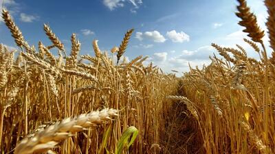 تولید گندم در ایران رکورد زد
