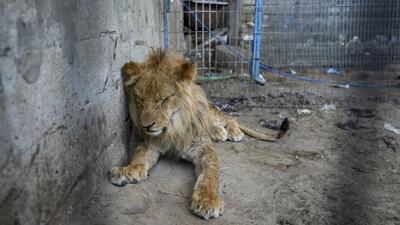 تخلیه باغ وحش رفح پیش از حمله اسرائیل؛ چند حیوان باقی مانده در خطر مرگ هستند