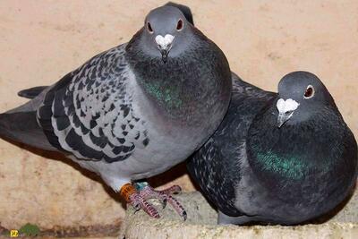 (تصاویر) کبوتر پلاکی محبوب‌ترین کبوتر ایران؛ کبوتری از نژاد «اژدها» که تا ۱۰۰۰ کیلومتر پرواز می‌کند!