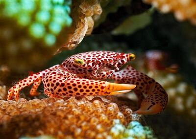 (تصاویر) این خرچنگ برای زندگی با مرجان تکامل یافته است!