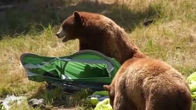 (ویدئو) دو خرس قهوه‌ای قدرت تخریب خود را به نمایش گذاشتند