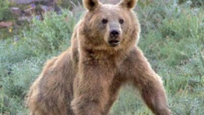 گشت و گذار بهاری خرس قهوه‌ای در سوادکوه