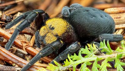 عنکبوت مخملی : گونه‌ای بزرگ و سیاه با چهره پشمالو! (عکس)