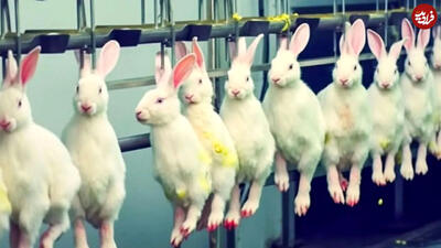 فرآیند پرورش میلیون ها خرگوش در مزارع برزیل