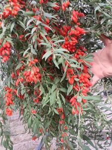 تولید میوه کمیاب گوجه بری برای اولین بار در خراسان جنوبی