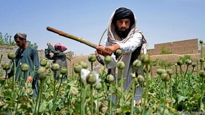 راز پنهان طالبان از ممنوعیت کشت و قاچاق مواد مخدر چه بود؟