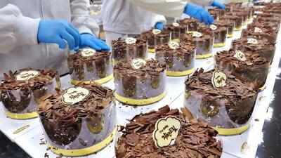 (ویدئو) چگونه کیک شکلاتی معروف کره ای را در کارخانه  درست می کنند؟