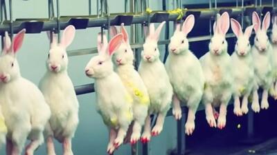 (ویدئو) فرآیند پرورش میلیون‌ها خرگوش در مزارع برزیل