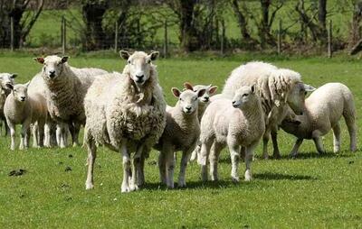 قیمت گوسفند و گوساله زنده در آستانه عید قربان | گوشت چند شد؟