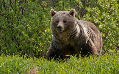 تصاویر دیدنی یک طبیعتگرد از گشت و گذار خرس قهوه‌ای | ویدئو