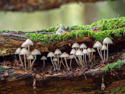 قارچ‌های بومی اهمیت محیط‌ زیستی فراوانی دارند 