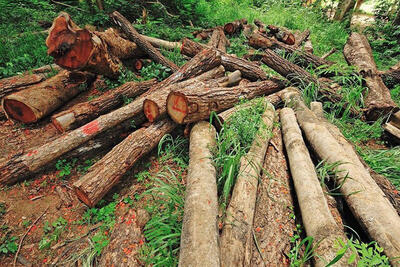 قطع سازمان‌یافته درختان در جنگل‌های آذربایجان شرقی انجام نمی‌شود