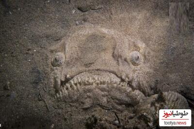 (ویدئو+عکس) کشف موجود جدید/  چهره وحشتناک ماهی که خود را زیر شن ها دفن میکند در سواحل سنگاپور خبرساز شد