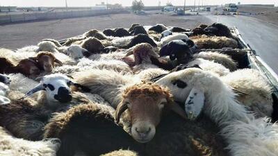 کشف ۱۵۸ راس گوسفند قاچاق در میناب