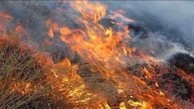 حدود ۵۰ هکتار از مراتع و جنگل‌های «آب انار» گرفتار شعله‌های آتش است