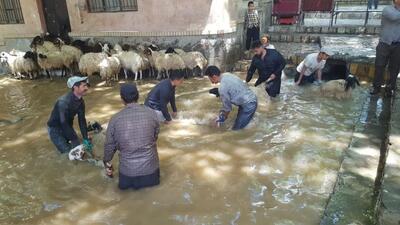 گوسفند شوران، آیینی برای شادی میان دامداران روستای انجدان