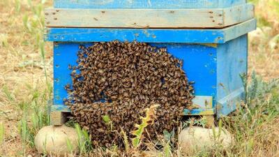 رهاسازی زنبور هابرو براکون در سطح هفت هزار هکتار از اراضی کشاورزی