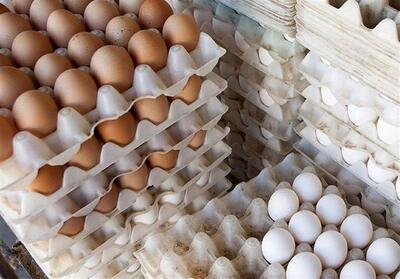 تثبیت قیمت تخم مرغ در بازار/ خرید حمایتی از مرغداران ادامه دارد