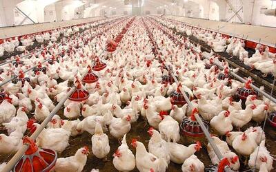 افزایش میزان تولید مرغ در تهران