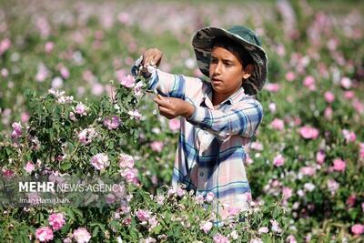 (تصاویر) برداشت گل محمدی در مزارع همدان