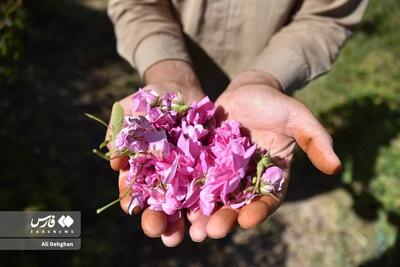 (تصاویر) برداشت گل محمدی از مزارع وامِنان