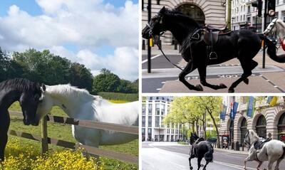 (ویدئو) دو اسب فراری از حضور در مراسم تولد شاه انگلیس معاف شدند