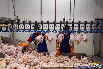 قیمت مرغ زنده چرا بال درمی‌آورد؟ | روزنو