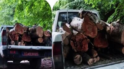 کشف و ضبط محمولات جنگلی قاچاق در شهرستان گلوگاه