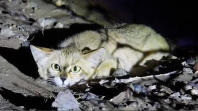 مشاهده «گربه شنی» در پناهگاه حیات وحش عباس‌آباد نایین