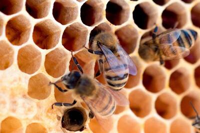 زنبور های عسل در زمستان هم زنده می‌مانند