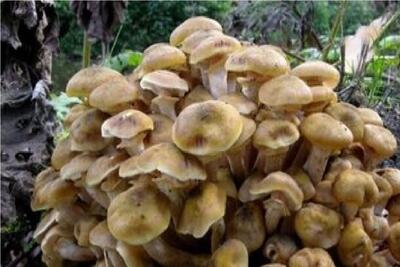 این قارچ‌ها حتی بعد از پختن هم کشنده هستند