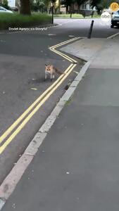 (ویدئو) نبرد حماسی بین روباه و موش در خیابان