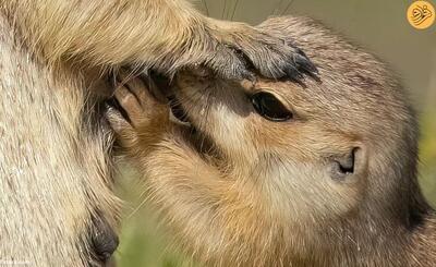 (تصاویر) شیر خوردن نادر بچه سنجاب زمینی در همدان