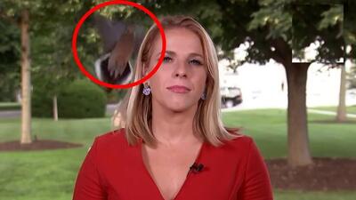 (ویدئو) فرود یک پرنده روی سر خانم خبرنگار هنگام پخش زنده