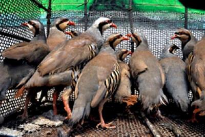 دستگیری متخلفان زنده‌گیری پرندگان وحشی در قمصر