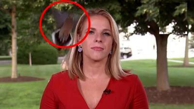 فرود یک پرنده روی سر خانم خبرنگار هنگام پخش زنده/ ویدئو