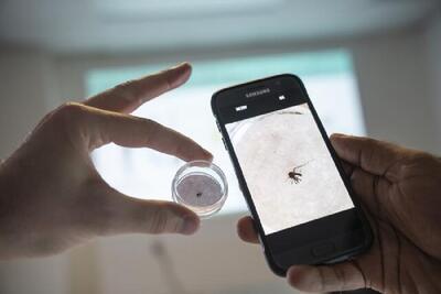 پشه‌های ناقل مالاریا در تله هوش مصنوعی - شهروند آنلاین