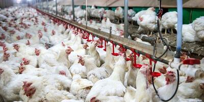 روزانه در تهران چند تن مرغ توزیع می‌شود؟