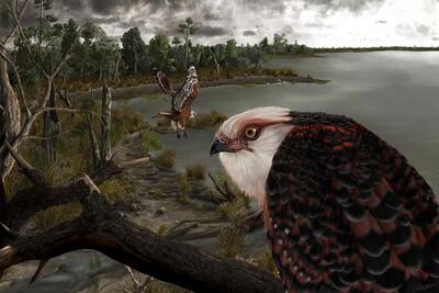 کشف فسیل یک «عقاب باستانی» ۲۵ میلیون‌ساله در استرالیا