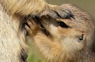 (تصاویر) نمایی دیدنی از شیر خوردن نادر بچه سنجاب زمینی در همدان