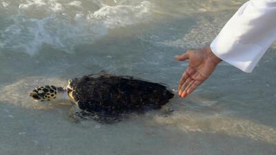 (ویدئو) رهاسازی ۵۰ لاک‌پشت دریایی در سعدیات ابوظبی