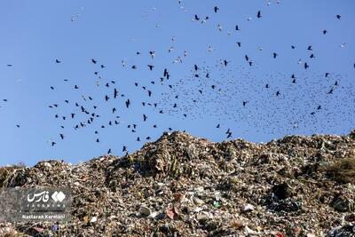 (تصاویر) بازی زباله‌ها با محیط زیست