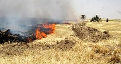 آتش زدن کاه و کلش مزارع پس از برداشت ممنوع است