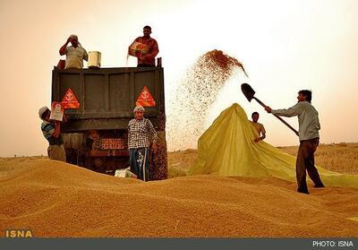 ۱۸.۶ هزار میلیارد تومان از مطالبات گندم‌کاران خوزستانی در حال پرداخت است