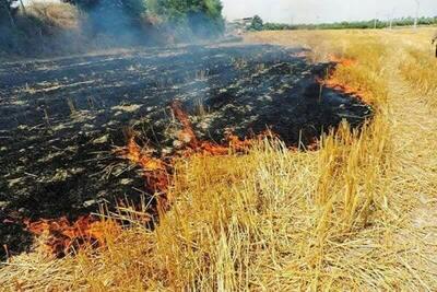 آتش زدن کاه و کلش مزارع پس از برداشت ممنوع است