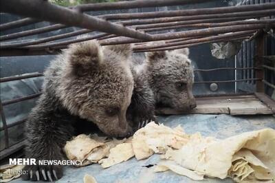 کشف دو توله خرس قاچاق در نائین