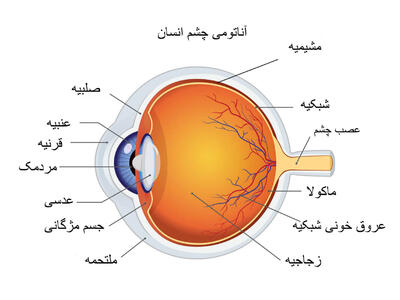 مواد غذایی برای تقویت بینایی (انواع خوراکی و رژیم غذایی برای سلامت چشم)
