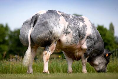 گاو عضلانی؛ این گاو ها به قدری خوش هیکل و عضلانی هستن که انگار بدنسازی میرن