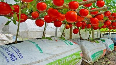 کشاورزی خلاقانه؛ آقاهه تو گونی گوجه کاشته از بس محصول داده داربست زده بالاش